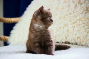 Британский шоколадный котенок 